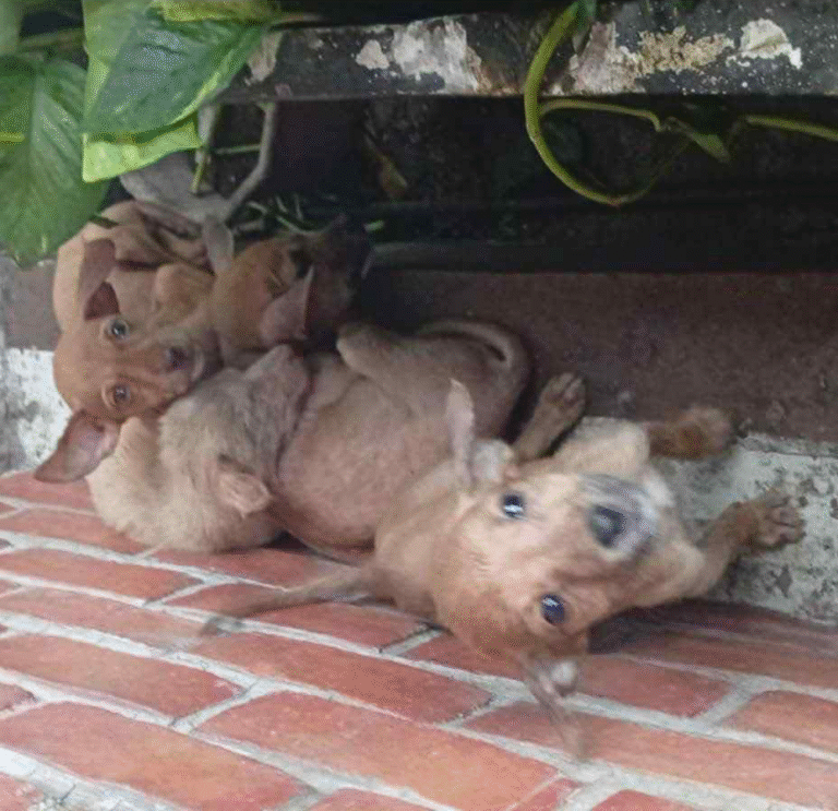 Escobar's North Caloocan